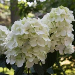 Fire Light® Panicle Hydrangea -Great Garden Plants hydrangea paniculata fire light 4 sw