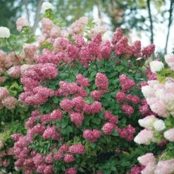 Fire Light® Panicle Hydrangea -Great Garden Plants hydrangea paniculata fire light 6 sw