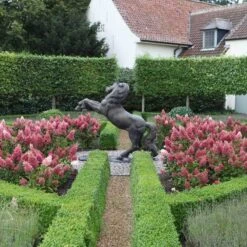 Pinky Winky® Panicle Hydrangea -Great Garden Plants hydrangea pinky winky 3