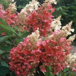 Pinky Winky® Panicle Hydrangea -Great Garden Plants hydrangea pinky winky 4