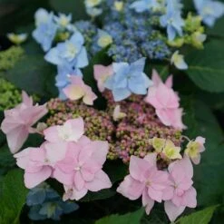 Hydrangeas For Small Spaces Collection -Great Garden Plants hydrangea tuff stuff ah ha 5