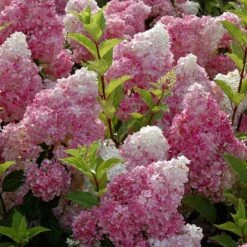 Vanilla Strawberry® Panicle Hydrangea -Great Garden Plants hydrangea vanilla strawberry 6