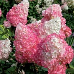 Vanilla Strawberry® Panicle Hydrangea -Great Garden Plants hydrangea vanilla strawberry 7