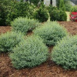 Blues Festival® St. John's Wort 8 Blues Festival® St. John's Wort -Great Garden Plants hypericum blues festival 3 sw