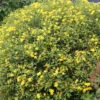 Sunny Boulevard® St. John's Wort -Great Garden Plants hypericum sunny boulevard 1