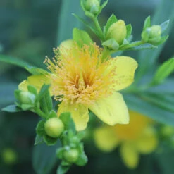 Sunny Boulevard® St. John's Wort -Great Garden Plants hypericum sunny boulevard 2