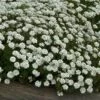 'Tahoe' Candytuft 1 'Tahoe' Candytuft -Great Garden Plants iberis tahoe 1