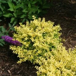 Brass Buckle® Japanese Holly 8 Brass Buckle® Japanese Holly -Great Garden Plants ilex brass buckle 3 sw