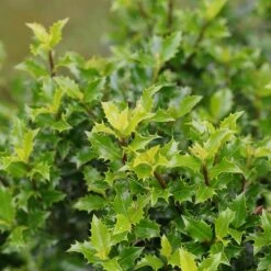 Great Garden Plants -Great Garden Plants ilex castle keep 3 sw