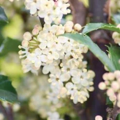 Castle Wall® Blue Holly 8 Castle Wall® Blue Holly -Great Garden Plants ilex castle wall 3 sw