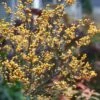 Berry Heavy® Gold Winterberry Holly -Great Garden Plants ilex verticillata berry heavy gold 5 b10e9859 69ea 43ac b0b3 4c57ba44f719 sw