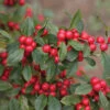 Little Goblin® Red Winterberry Holly -Great Garden Plants ilex verticillata little goblin red 3