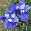 'Painted Desert' Siberian Iris -Great Garden Plants iris painted desert 1