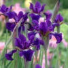 'Ruffled Velvet' Siberian Iris -Great Garden Plants iris ruffled velvet 1 P
