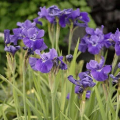 'Ruffled Velvet' Siberian Iris -Great Garden Plants iris ruffled velvet 2 P