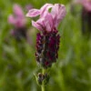 Javelin Forte™ Deep Rose Spanish Lavender 1 Javelin Forte™ Deep Rose Spanish Lavender -Great Garden Plants javelin forte deep rose spanish lavender