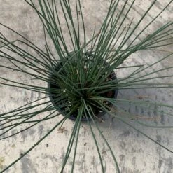 'Blue Arrows' Rush 11 'Blue Arrows' Rush -Great Garden Plants juncus blue arrows 4