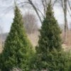 Gin Fizz® Juniper -Great Garden Plants juniperus gin fizz 1 sw