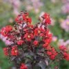 Center Stage® Red Crapemyrtle -Great Garden Plants lagerstroemia center stage red 1 sw