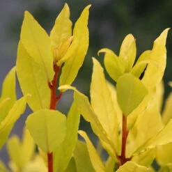 Sicilian Sunshine® Bay Laurel -Great Garden Plants laurus sicilian sunshine 2