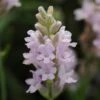 'Ellagance Pink' Lavender -Great Garden Plants lavandula ellagance pink 1 sw