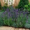 'Ellagance Purple' Lavender 2 'Ellagance Purple' Lavender -Great Garden Plants lavandula ellagance purple 2 sw