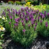 Primavera Spanish Lavender -Great Garden Plants lavandula primavera 1