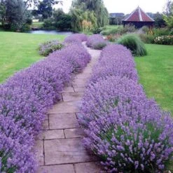 Great Garden Plants -Great Garden Plants lavender hidcote 1 sw