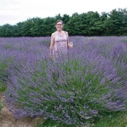 Phenomenal® Lavender 10 Phenomenal® Lavender -Great Garden Plants lavender phenomenal 2