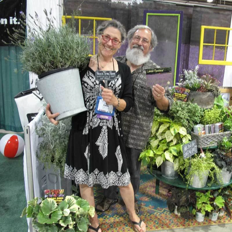 Phenomenal® Lavender 8 Phenomenal® Lavender - Image 6