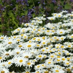 Drought Resistant+ Long Blooming Collection 8 Drought Resistant+ Long Blooming Collection -Great Garden Plants leucanthemum becky shasta daisy 1