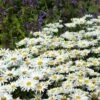 'Becky' Shasta Daisy 2 'Becky' Shasta Daisy -Great Garden Plants leucanthemum becky shasta daisy 1 729dadde c069 4745 b41e f15bffe1f451 sw