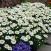 'Snowcap' Shasta Daisy -Great Garden Plants leucanthemum snowcap shasta daisy 1