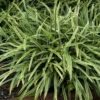 Silver Dragon Variegated Lilyturf -Great Garden Plants liriope silver dragon 1