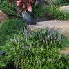 Lilyturf -Great Garden Plants liriope spicata 1