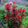 'Vulcan Red' Cardinal Flower 2 'Vulcan Red' Cardinal Flower -Great Garden Plants lobelia vulcan red 1