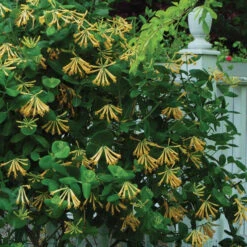 'John Clayton' Honeysuckle Vine