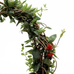 'Scentsation' Honeysuckle Vine 13 'Scentsation' Honeysuckle Vine -Great Garden Plants lonicera scentsation honeysuckle 5