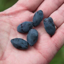 Yezberry Honey Bunch® Japanese Haskap -Great Garden Plants lonicera yezberry honey bunch 3 P