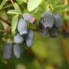 Yezberry® Maxie™ Japanese Haskap -Great Garden Plants lonicera yezberry maxie 1 P