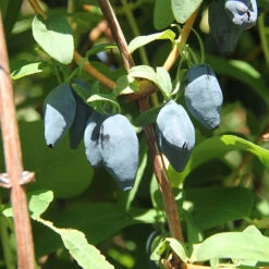 Yezberry® Maxie™ Japanese Haskap -Great Garden Plants lonicera yezberry maxie 3 P