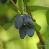 Yezberry® Solo™ Japanese Haskap 2 Yezberry® Solo™ Japanese Haskap -Great Garden Plants lonicera yezberry solo 4 P