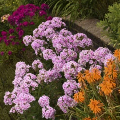 Luminary™ 'Opalescence' Phlox -Great Garden Plants luminary opalescence phlox 3