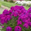 Luminary™ 'Ultraviolet' Tall Garden Phlox 2 Luminary™ 'Ultraviolet' Tall Garden Phlox -Great Garden Plants luminary ultraviolet phlox 1