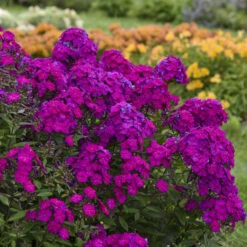 Luminary™ 'Ultraviolet' Tall Garden Phlox -Great Garden Plants luminary ultraviolet phlox 3
