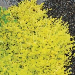 Yellow Creeping Jenny -Great Garden Plants lysimachia aurea creeping jenny 5