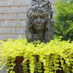 Yellow Creeping Jenny -Great Garden Plants lysimachia aurea creeping jenny 8