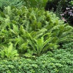 Ostrich Fern -Great Garden Plants matteuccia struthiopteris ostrich fern 3 sw