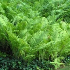 Ostrich Fern -Great Garden Plants matteuccia struthiopteris ostrich fern 5 sw