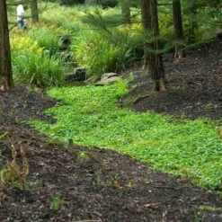 Purple Mazus -Great Garden Plants mazus reptans purple 12 sw